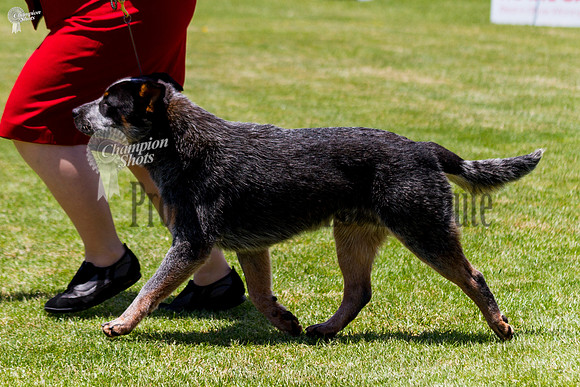 _MG_0953