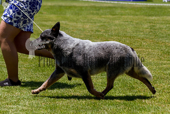 _MG_1045