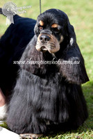 Sydney Kennel Club 4/8/12