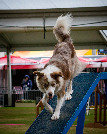_MG_2278