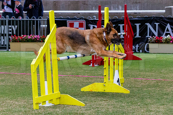 _MG_1798