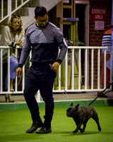 French Bulldog Club of Vic