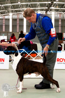 Aust Bred Dog 3rdLAMBADA EXPECTATIONS