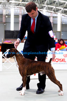 Intermediate Dog 3rdCH CHIZACK IN THE ENDO (ai)
