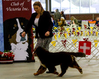 Bernese Mountain Dog Club of Vic - June 2016
