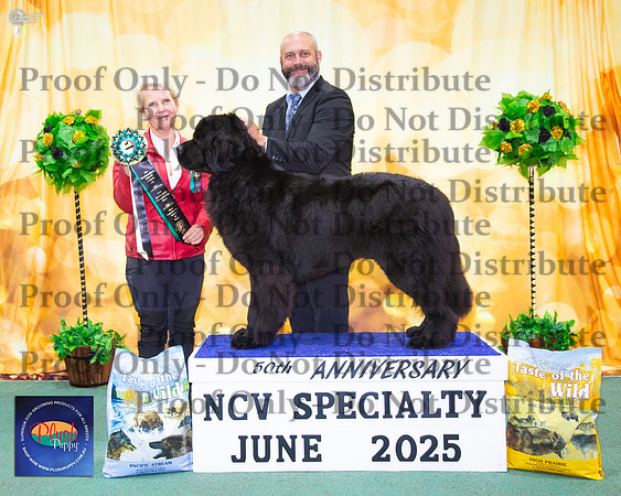 Opposite Junior In Show - Amblebrook Midnight Rendevous (AI)