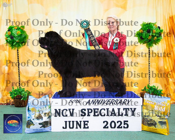 Opposite State Bred In Show - Ch Bouvet Never Say Never