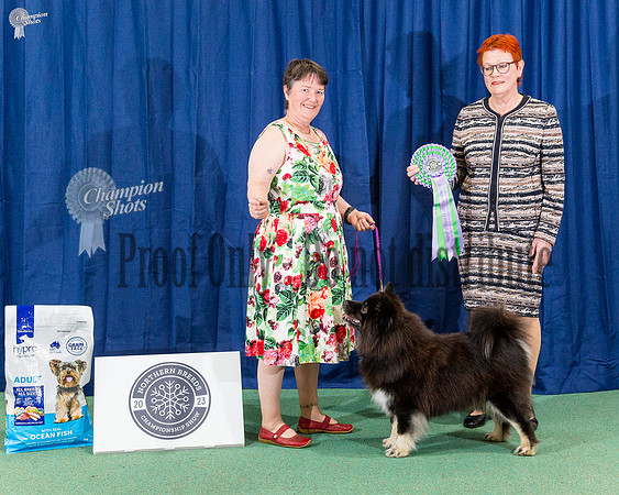Runner Up To Best In Show - Ch Korpi Ocean Dove