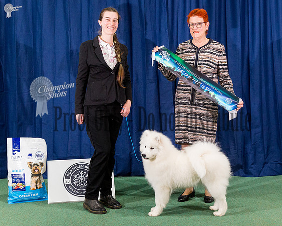 Baby In Show - Kalaska Flare For Magic