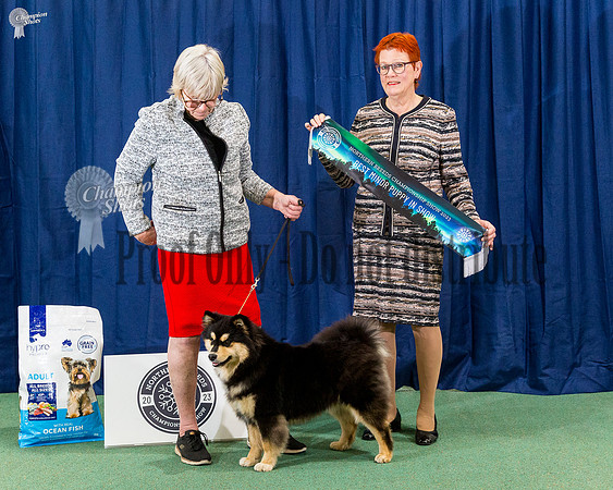 Minor In Show - Bouvet Talkof Thetown