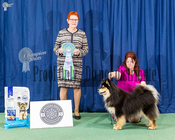 Neuter In Show - Gr Ch Neut Gr Ch Orical Juhaofarcadia (AI) ET WPD