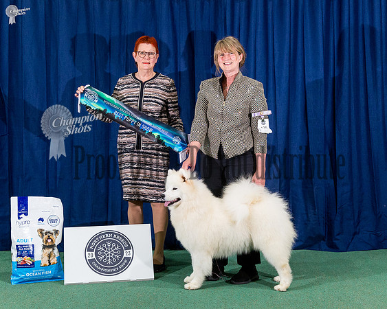 Puppy In Show - Samayah La Luna Light