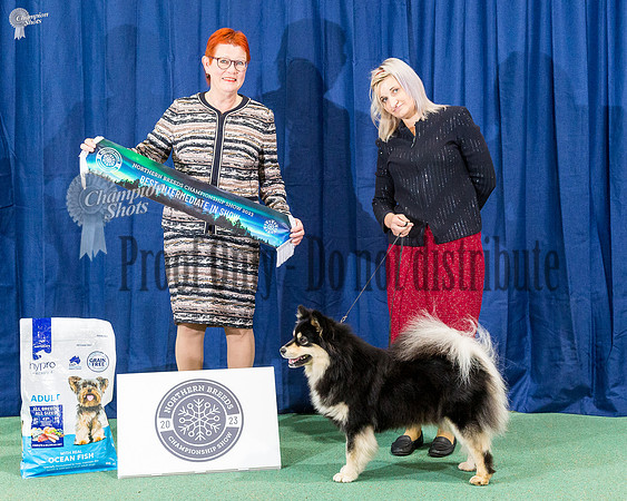 Intermediate In Show - Ch Bouvet Anticipation