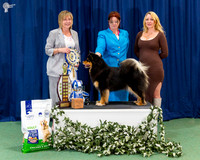 BISS - GRAND CH ORICAL KIRSI OF JOVE (AI) WNPD