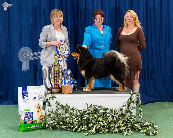 BISS - GRAND CH ORICAL KIRSI OF JOVE (AI) WNPD