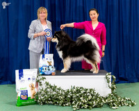 Junior In Show - CH HUEZE BEARLY LEGAL