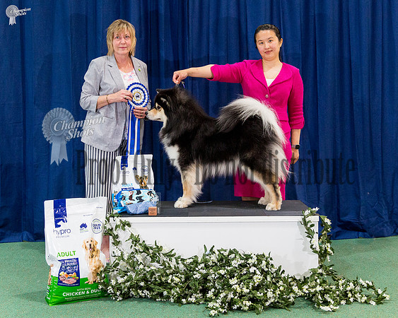Junior In Show - CH HUEZE BEARLY LEGAL