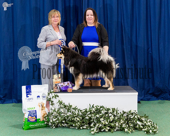 Opposite Puppy In Show - AAMURUSKO AURORA AUSTRALIS (AI)