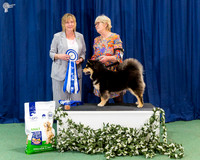 Minor In Show - BOUVET TALKOF THETOWN