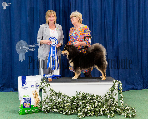 Minor In Show - BOUVET TALKOF THETOWN