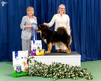 Puppy In Show - ARMAHANI QUARTZ QUINLAN
