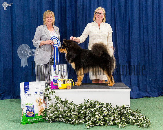 Puppy In Show - ARMAHANI QUARTZ QUINLAN