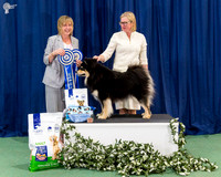 Intermediate In Show - CH ARMAHANI NACRE NUOTIO (AI)