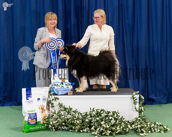 Intermediate In Show - CH ARMAHANI NACRE NUOTIO (AI)