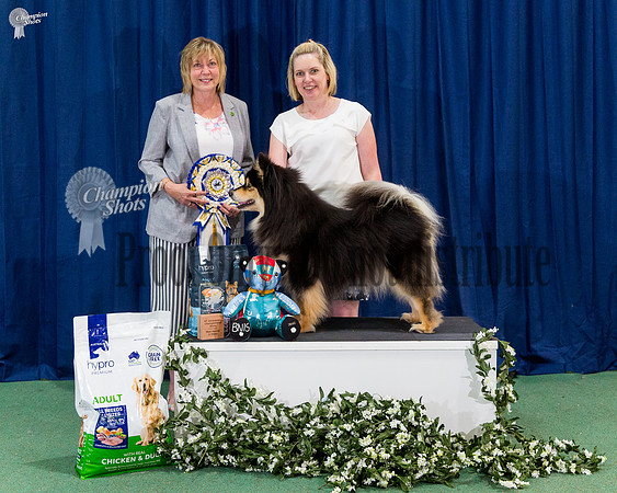 Neuter In Show - GRAND CH NEUT GRAND CH ORICAL JUHAOFARCADIA (AI) ET WPD
