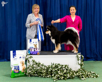 State Bred In Show - CH HUEZE BORN TO SPARKLE