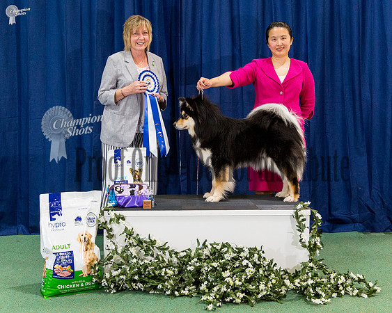State Bred In Show - CH HUEZE BORN TO SPARKLE