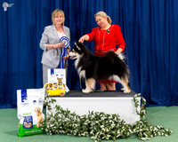 Australian Bred In Show - ZULEIKA GOLD DIGGER