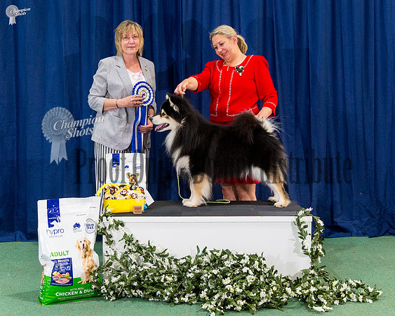 Australian Bred In Show - ZULEIKA GOLD DIGGER