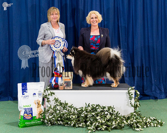 Runner Up Neuter In Show - NW-16 NORDUCH FIUCH SEUCH DUCH NUCH EUJW-15 LAPINLUNAS ONNENTYTTÖ