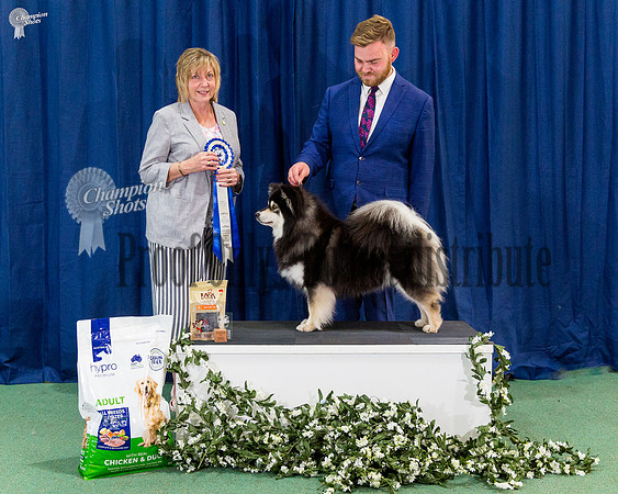 Opposite Australian Bred In Show - CH. THELDAROY BEYOND COMPARISON (AI)