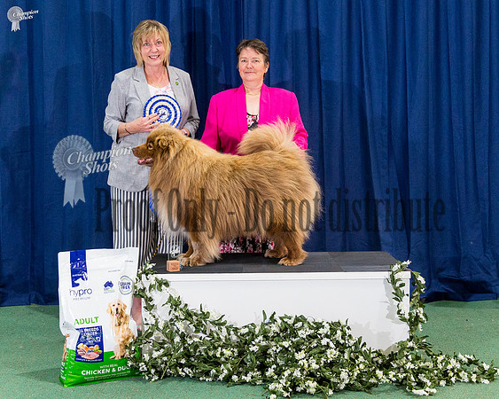 Neuter Dog Reserve Challenge - CH NEUT CH. THELDAROY LUMIPALO VIDAR RN WPD ET