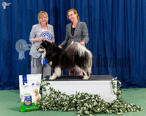 Reserve Bitch Challenge - CH CALEEBRA SUMMER SWEETHEART (AI)