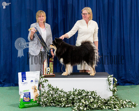 Owner Breeder Handler Sweepstakes - CH ARMAHANI NACRE NUOTIO (AI)