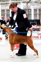 Intermediate Dog 2ndLAMBADA UP CLOSE AND PERSONAL