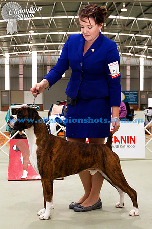 pen Dog 2ndGR CH SANLIAN THE ADVENTURER (Imp NZ)