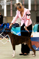 Junior Dog 1stKELLYNDA AN EXTRA HOT ENCOUNTER (ai)