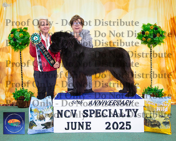 Opposite Puppy In Show - Clazzic Melting Moment At Capebass