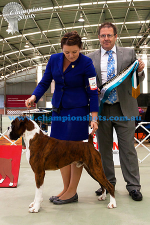 Challenge DogCH TAGETED BY NEWLAITHE (Imp UK)