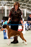 Aust Bred Dog 1stKESDAR JUST DREAMIN