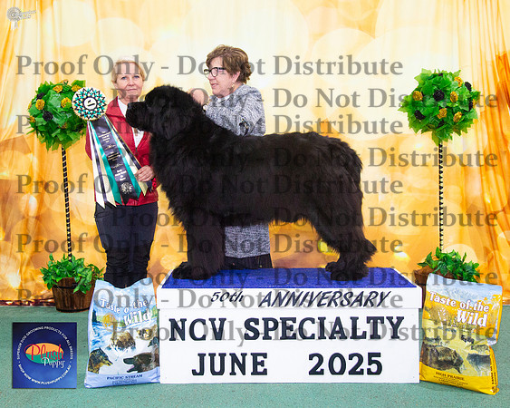 State Bred In Show - Ch Capebass Designed By Versace