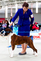 Intermediate Dog 1stCH SANLIAN EXECUTIVE BRIEFING AT BARDINET (Imp NZ)