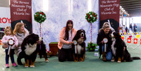 Bernese Mountain Dog Club of Victoria 2018 Championship Show