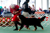 Bernese Mountain Dog Club of Vic