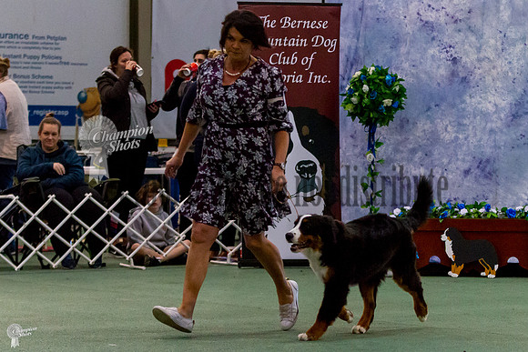 _MG_0558