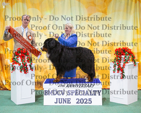 Opposite Australian Bred In Show - Ch Bernation Whos That
